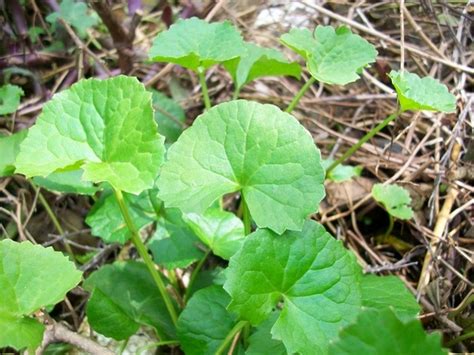 含穀草功效|【含穀草功效】含殼草功效大揭密！助轉骨、健胃整腸，九層塔燉。